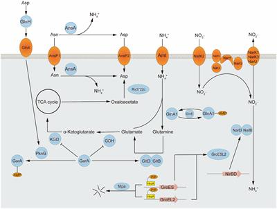 Frontiers | Nitrogen Metabolism In Mycobacteria: The Key Genes And ...